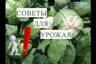 Выращивание Капусты. Это Должен Помнить Каждый!