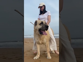 Dog Riding  #horseride #animals #horse