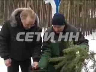 Предпраздничное браконьерство - новогодний атрибут воруют из лесов