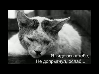 Стих уродливый кот