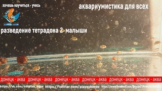 разведение карликового тетрадона