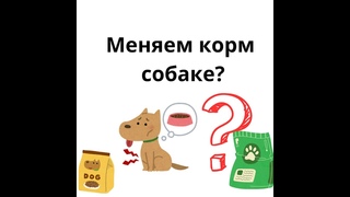 Когда и как правильно сделать смену корма