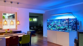 SPS REEF TANK after 1 year - coral aquarium - 1300 LITER *highlights*