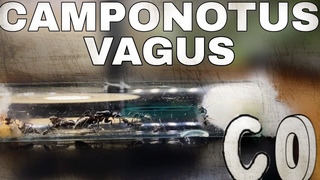 Поднятие новой империи Camponotus vagus с нуля!