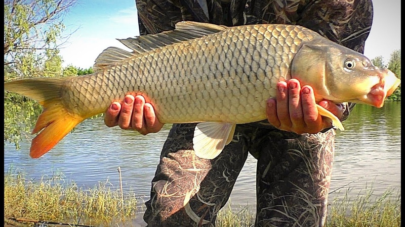 Рыболовная сазан. Сазан фото. Донской сазан. Карп обыкновенный – cyprinus carpio. Ловля сазана.