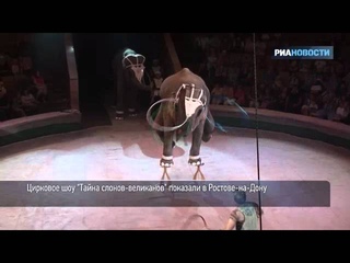 Слониха с педикюром показала номер из Книги Гиннесса