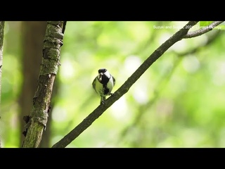 The hidden message behind Japanese bird's flapping wings