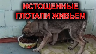 Тяжкое причинение добра щенкам.