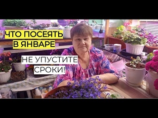 Не забудьте посеять это в январе! 2025. Не пропустите сроки!