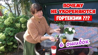 ЧЕРЕНКОВАНИЕ ГОРТЕНЗИИ - 6 Ваших ошибок! + Осеннее черенкование. Как сохранить черенки зимой