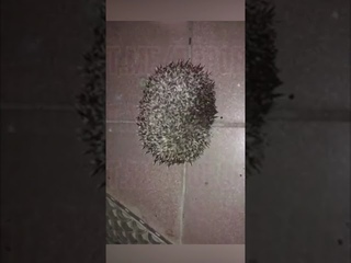 ежик в тюрьме. в одессе 2 солдат надругался над ученицей. издевательство над ежами. ежик плачет. издевательство над ежами.