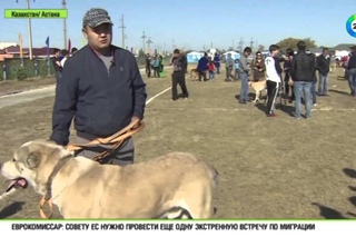 Казахстан возродит национальные породы собак