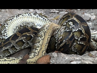 Python vs Python 05 - Python killing Python