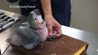 FEEDING SWEET BABY BLUE AND GOLD MACAW PARROT / SINGAPORE