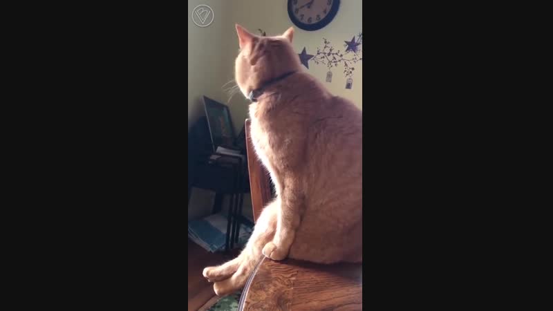 неправильный кот. коты и собаки с надписями. неправильный кот. кот сидит на попе. неправильные коты.