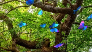Успокаивающая музыка,дикая природа нашей Планеты№181. Медитация. Soothing music Meditation, Nature.