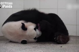 Moving moment: Giant panda gives birth to a cub