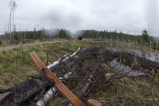 Black bear charge(attack) fire river ontario spring 2017