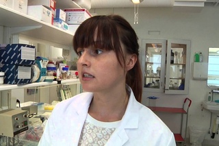 Bacteria from bees possible alternative to antibiotics