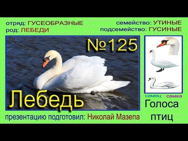 Лебедь. Лебедь голос. Ле́бедь-шипу́н (cygnus olor). Лебедь-шипун. Лебедь x-1.