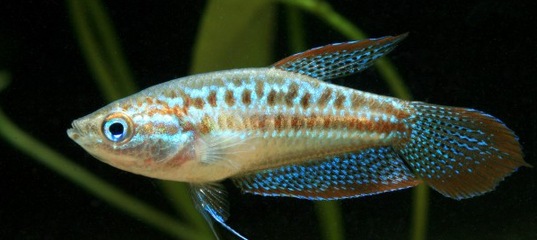 Гурами карликовый рыбка. Гурами карликовый искрящийся. Гурами карликовый trichopsis pumila. Гурами карликовый trichopsis pumila. Гурами трихопсис.