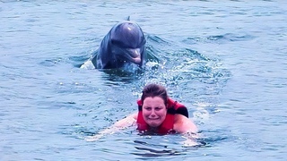 Por Qu el Mundo Debera Temer a los Delfines y no a los Tiburones