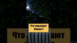 Они видят то, что скрыто от нас#мистика #котхранитель #черныйкот #тайнакотов #энергияживотных
