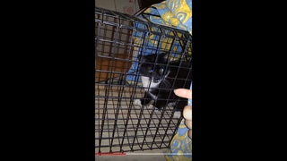 СОС! новенький котенок плачет. Приют. Петербург