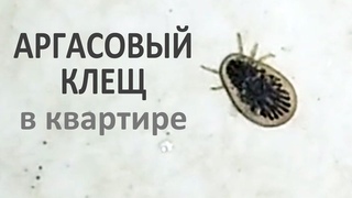 Аргасовый клещ (или персидский, или раковинный) в квартире, где на окне находилось голубиное гнездо