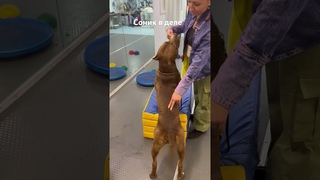 Соник готовится покорять новые вершины Виктория сспасибо #pitbul #собака #питбульсоник