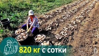 Посадка картофеля с травой без окучивания  Выращивание по технологии Гордеевых