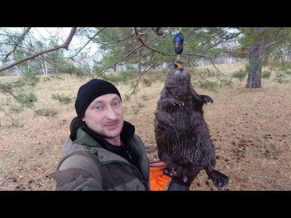 Бобер инженер. Квадрабоберы видео. Плотина бобра. Бобёр семён мем. Квадрабоберы видео.