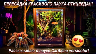 Пересадка паука-птицееда Caribena versicolor в НОВЫЙ КЛАССНЫЙ  ТЕРРАРИУМ! Рассказываю о пауке 😊