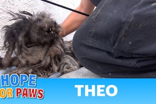 A terrified abandoned dog gets rescued. His transformation will warm your heart.  Please share.