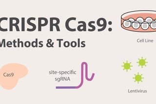 2) CRISPR Cas9 - Methods and Tools