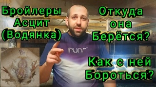 Асцит (Водянка) у Бройлеров! Откуда она Берется Как с ней Бороться