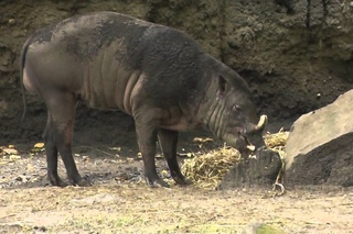 Цебесская бабирусса / Buru Babirusa (Babyroussa babyrussa)