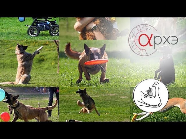 Тренинг животных. Как управлять животными в реальной жизни.