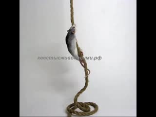 Путин крыса картинки