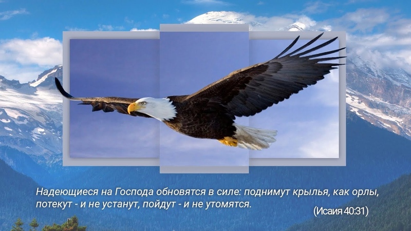 амналеющиеся на господа. надеющиеся на господа обновятся в силе. обновятся в силе как орлы. амналеющиеся на господа. обновятся в силе как орлы.