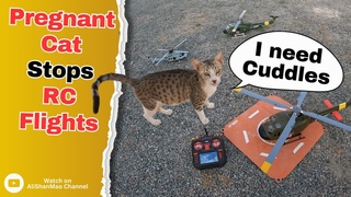 When a Pregnant Cat Stops RC Helicopter Flying  Hilarious!