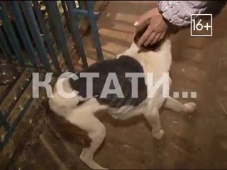 Создатель собачьего концлагеря предстал перед судом