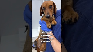 Таксе инвалиду Фене все отказали в помощи, и тогда его спасло чудо