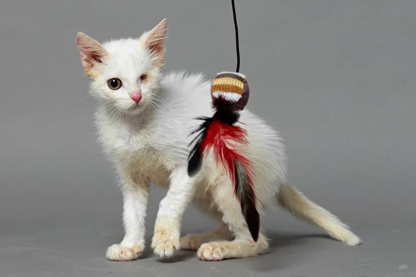 Может ли кошка родить одного