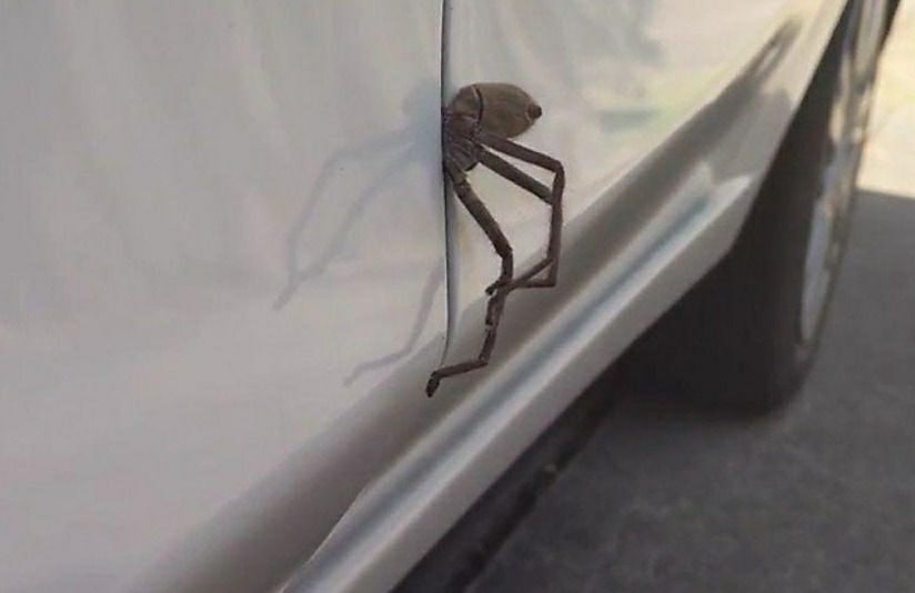 Что-то не очень хочется в Австралию.