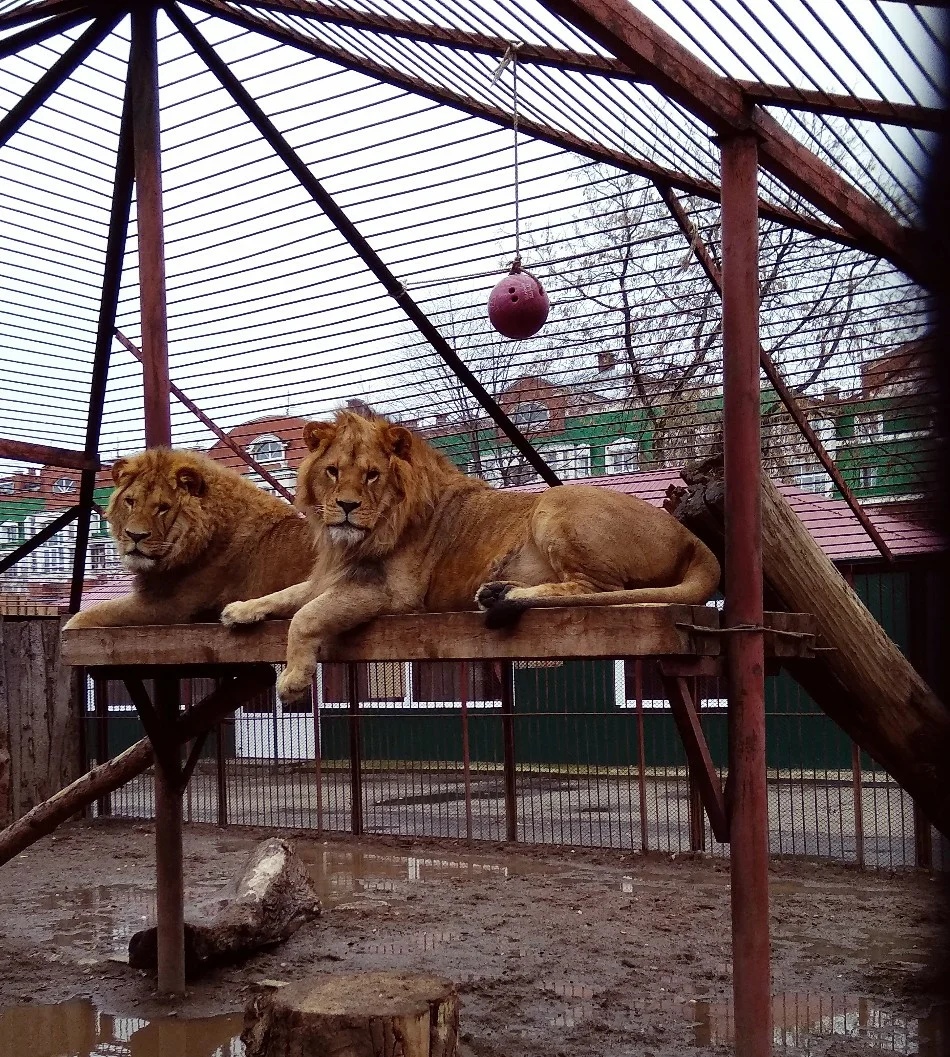 Зоопарк пермь Зоопарк пермь