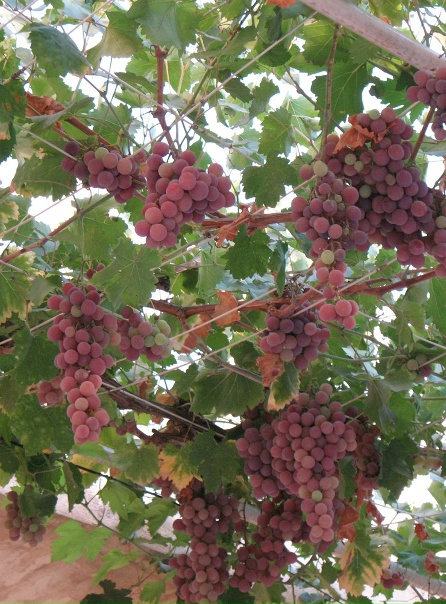 Виноград фабел описание сорта фото отзывы Виноград фабел описание сорта фото отзывы