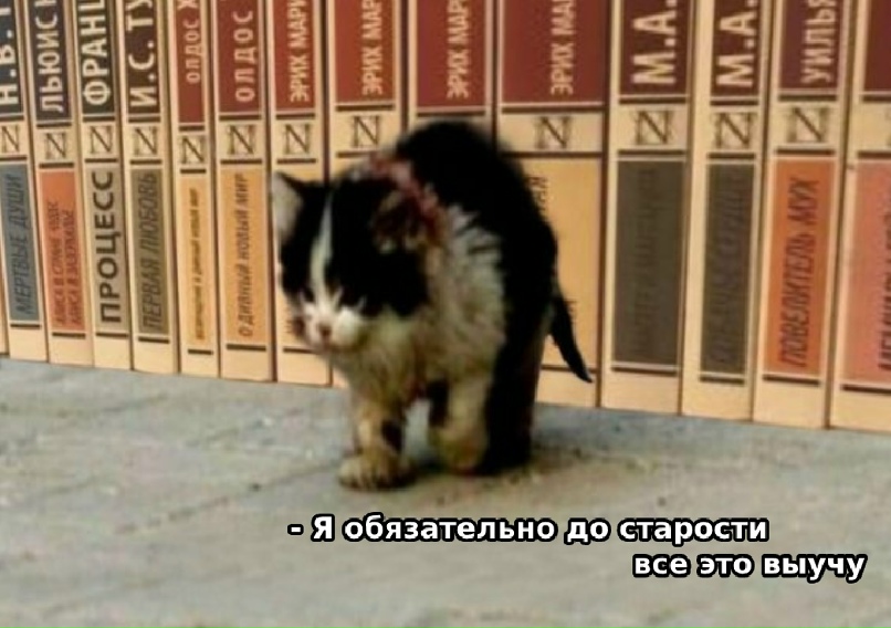 Мем с котом я обязательно выживу Мем с котом я обязательно выживу