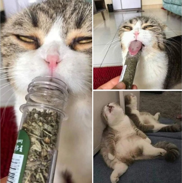Человек и кошка наркотики Человек и кошка наркотики на каком браузере работает тор hidra