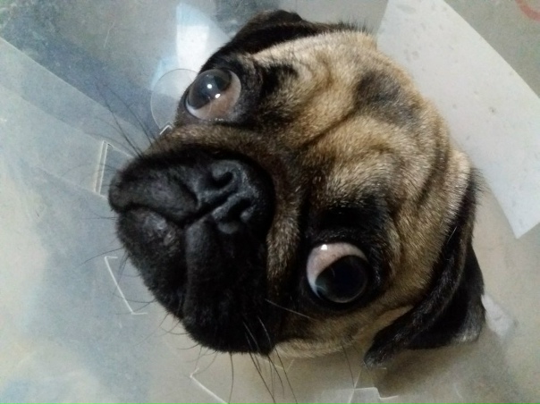 Мопсы. Собаки и человеки Алиса Старикова Дзен